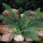 Сад папоротников на Вашем участке