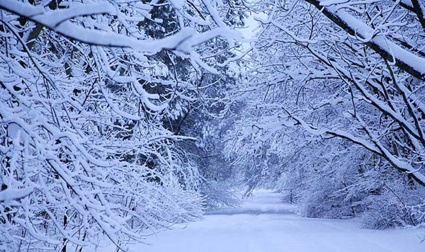 Зима, лес, снег... - sneg_les