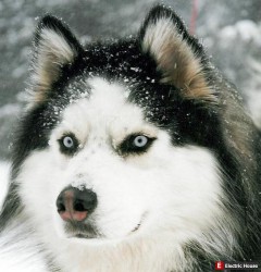 Отдаю Хаску в добрые руки - huskies.jpg