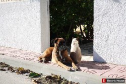 Наши домашние животные - mascotas_