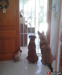 Наши домашние животные - los_muchachos_