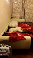 Наши домашние животные - rey43