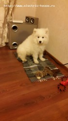 Наши домашние животные - tr5